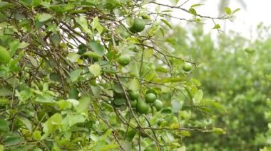 toplanmış kireç dalları yeşil turunçgiller
