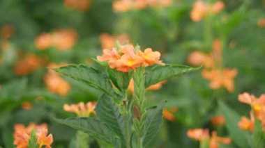 Rüzgarda sallanan güzel turuncu çiçeklere yaklaş