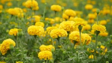 4k sarı kadife yapraklı yaprak sapları