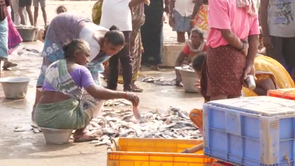 Dvě Ženy Třídí Rozdělují Ryby Lidé Pozadí Chirala Fish Market — Stock video