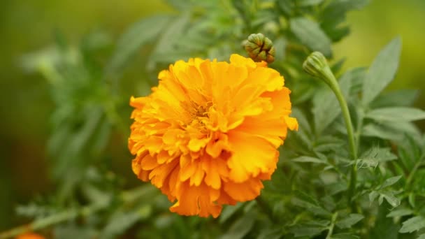 Oranje Mariglod Bloemen Tuin Met Groen — Stockvideo