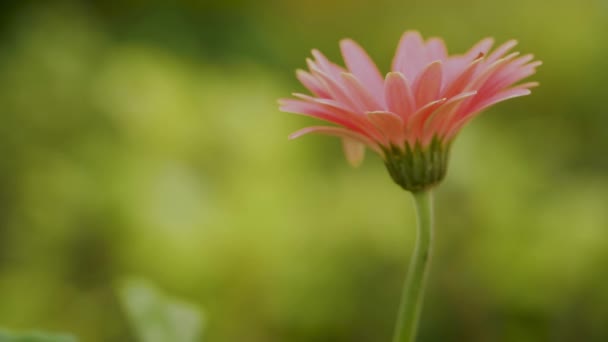 Ντάλια Ροζ Λουλούδι Στον Κήπο — Αρχείο Βίντεο