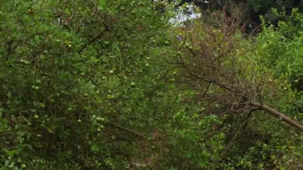 Збільшений Вибух Зеленого Жовтого Лимонного Дерева Листя Нерозрідженого Цуценя — стокове відео
