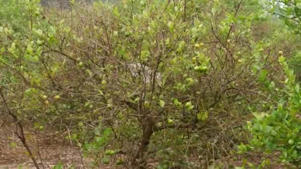 Breiter Baum Reife Und Unreife Zitronenfrüchte — Stockvideo