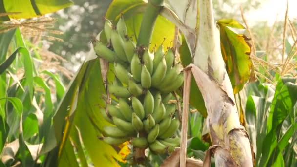 Ein Verbogener Baum Ein Bündel Bananen Hängt Daran Hintergrund Körner — Stockvideo