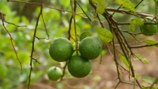 Owoce Limonki Zielonej Gałęziach Drzew Liściastych — Wideo stockowe