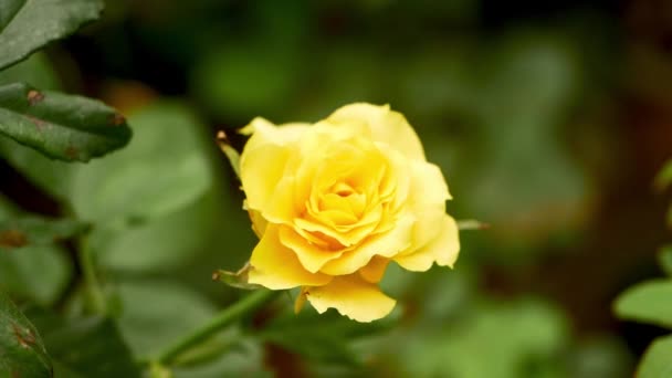 Желтый Цветок Розы Закрыть Замедленной Съемкой — стоковое видео