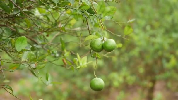 生长在柠檬枝中 飘扬着未成熟的柑橘类水果 — 图库视频影像