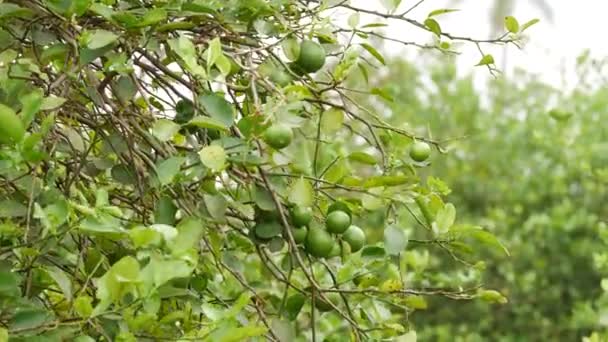 Verpackte Lindenzweige Grüne Zitrusfrüchte — Stockvideo