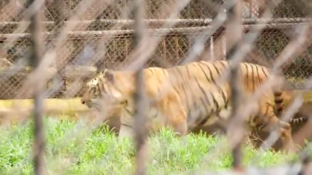 Boční Pohled Kráčejícího Tygra — Stock video