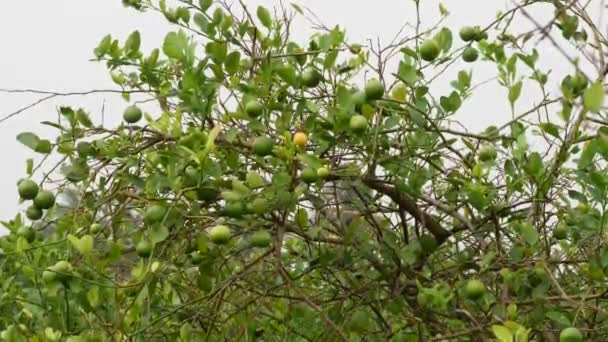 Mogna Och Omogna Citrusfrukter Zoomade Topp Träd Grenar Blåser — Stockvideo