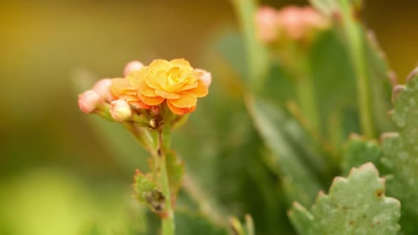 Orange Flower Dew Drops — Wideo stockowe