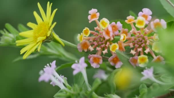 Yazın Renkli Çiçeklerin Harikası — Stok video