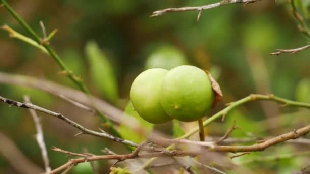 Duplo Zoom Frutas Limão Ramo Sem Folhas — Vídeo de Stock