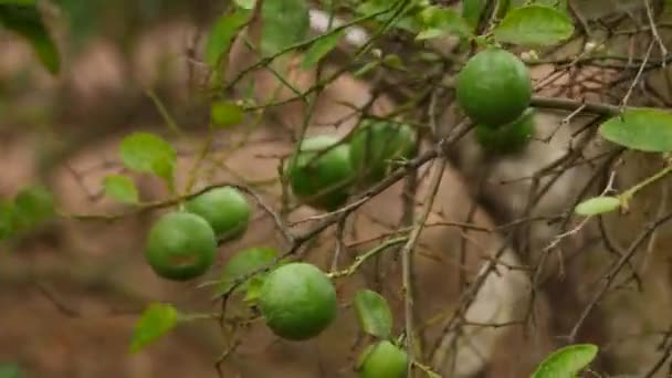 Збільшені Нестримних Круглих Плодах Лайма Звисають Безлистяних Гілках — стокове відео