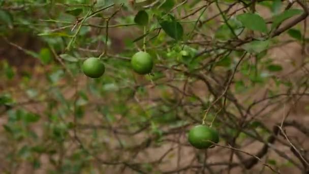 Efeito Brisa Frutos Limão Verde Redondo — Vídeo de Stock