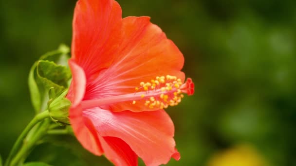 Hibisco Vermelho Flowerin Close — Vídeo de Stock