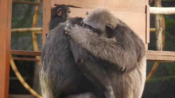 Two Hugging Monkeyi One Monkey — Stock Video