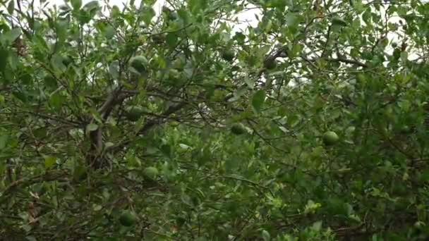 Limão Não Maduro Soprando Árvore Verde Ornamental — Vídeo de Stock