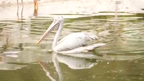 一只白色的长鸟在游动 — 图库视频影像