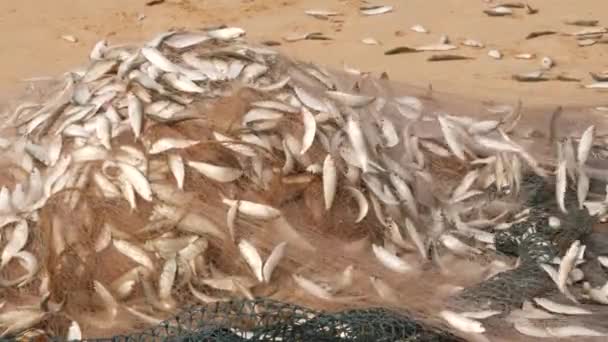 Someone Sorting Out Fish Net Has Caught Hundreds Fishes — Stock Video