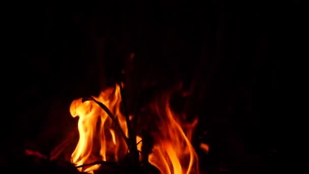 Oheň Hoří Vysoko Listem Jako Hmota Temnotě — Stock video