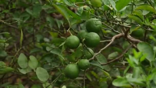 Omogna Citrusfrukter Lövblåsande Grenar — Stockvideo