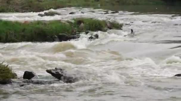 川に石や岩が流れ込む川 — ストック動画