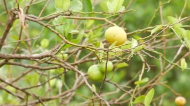 Olgun ve olgunlaşmamış limon 4k dalları