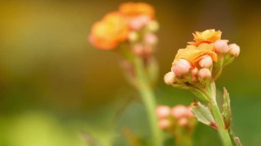 orange flower with dew drops