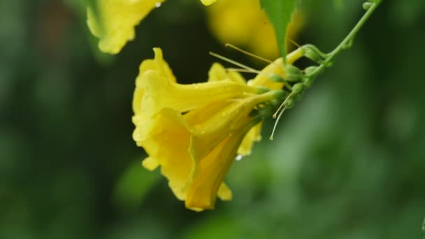 Flor Amarela Fresca Caminho — Vídeo de Stock
