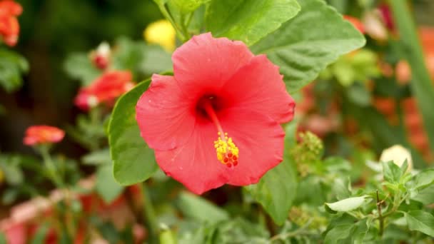 Red Hibiscus Flower Garden — Stock Video