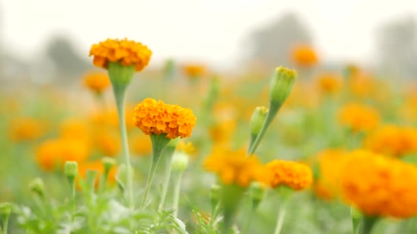 Bright Orange Blowing Flower Orange Blurry Marigold Garden Background — Stock Video
