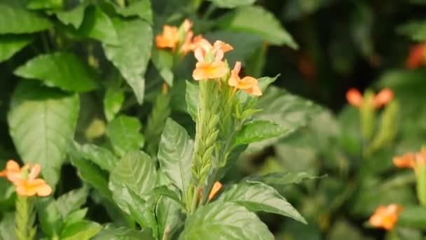 Close Beautiful Orange Flowers Swaying Wind — Stock Video