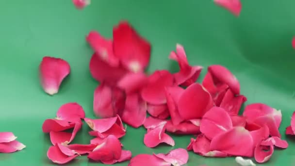 Płatki Róż Spadające Zwolnionym Tempie Zielonym Tłem — Wideo stockowe