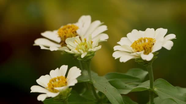 花园里的白色菊花 — 图库视频影像