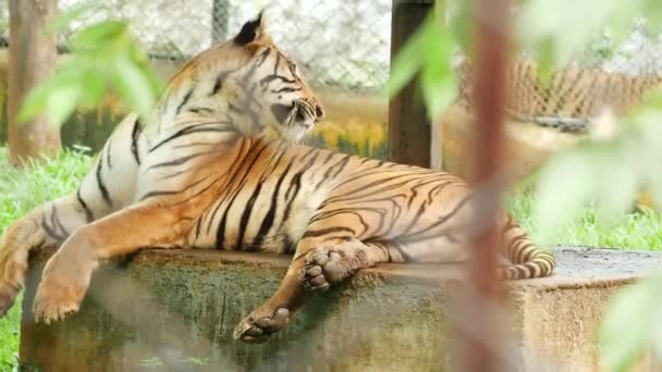 Widok Boku Odpoczynku Tygrys — Wideo stockowe