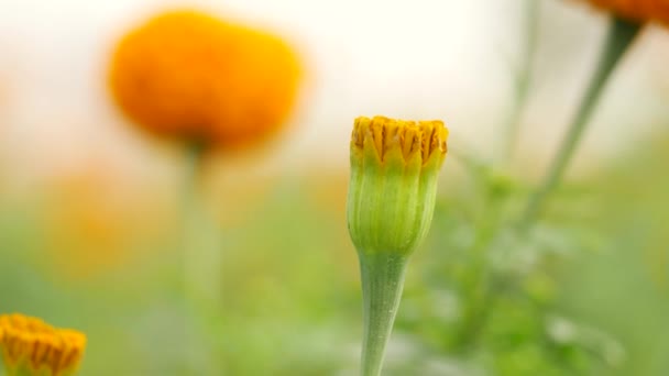 Zvětšený Nezralé Oranžovohnědý Květ Zeleným Pohár Tvaru Základny Rozmazané Květiny — Stock video