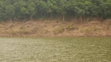 Orman ve hareketli okyanusun sağ arka açısı