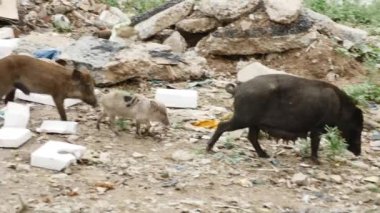 Su ve domuzlu büyük çöp yığını - su kirliliği