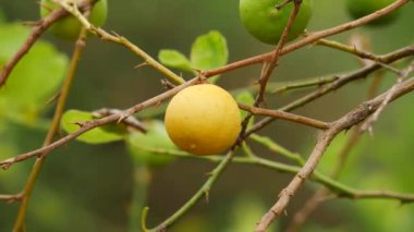 Yapraksız bir dalsız esinti etkisindeki olgun limon meyvesi