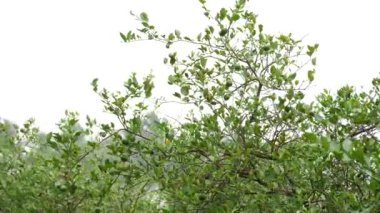 4k olgunlaşmamış limon yeşili dallar uzaklaştı