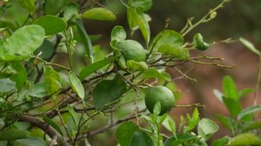 4 km 'lik olgunlaşmamış limon dalı