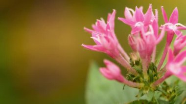 Pembe çiçeğe yaklaş.