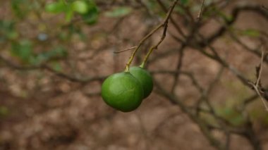 Yapraksız dala yakınlaştırılmış iki limonlu meyve üretmek için ikiye bölünmüş.