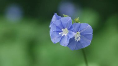 Rüzgarda sallanan güzel mavi çiçeklere yaklaş