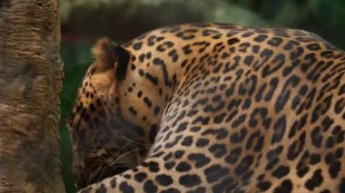 Leoparın arka görünüşü