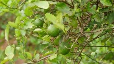 4k yapraklı limon dalı olgunlaşmamış meyve