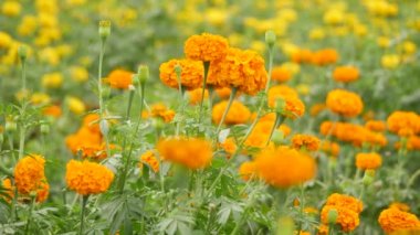 Parlak turuncu çiçek yapraklı yeşil saplı bulanık sarı çiçekli arka plan