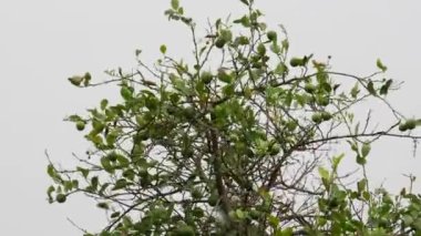 Rüzgar etkisi 4k olgunlaşmamış limon yarı yapraklı üst dallar